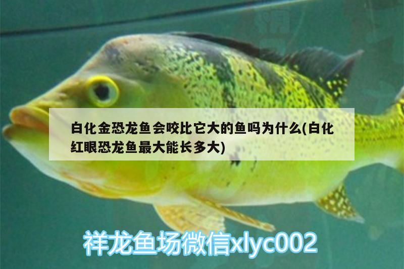 白化金恐龍魚會咬比它大的魚嗎為什么(白化紅眼恐龍魚最大能長多大)