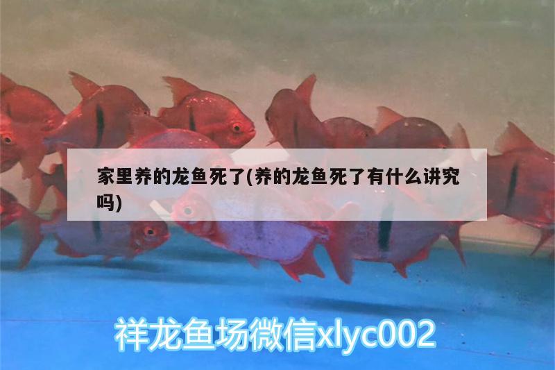 家里養(yǎng)的龍魚死了(養(yǎng)的龍魚死了有什么講究嗎)