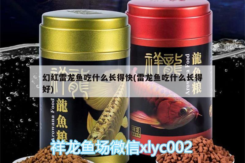 幻紅雷龍魚吃什么長得快(雷龍魚吃什么長得好) 水族用品