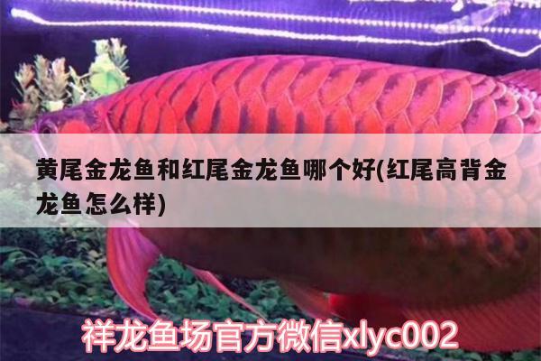 黃尾金龍魚(yú)和紅尾金龍魚(yú)哪個(gè)好(紅尾高背金龍魚(yú)怎么樣) 高背金龍魚(yú)