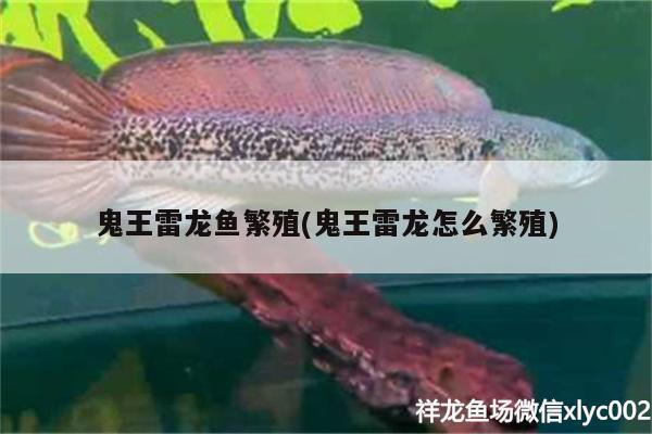 鬼王雷龍魚繁殖(鬼王雷龍怎么繁殖) 水溫計