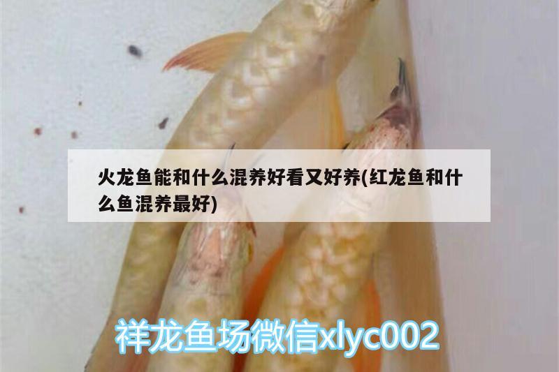 火龍魚能和什么混養(yǎng)好看又好養(yǎng)(紅龍魚和什么魚混養(yǎng)最好) 銀河星鉆魚