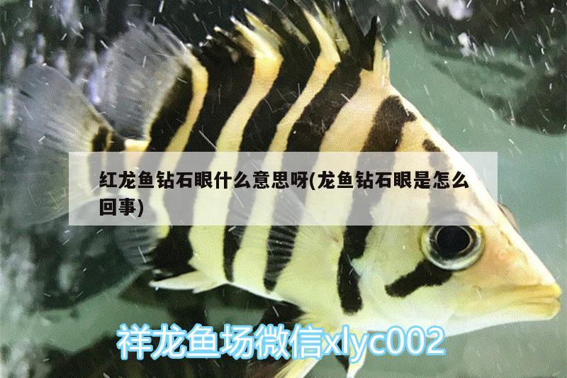 紅龍魚鉆石眼什么意思呀(龍魚鉆石眼是怎么回事) 魚缸清潔用具