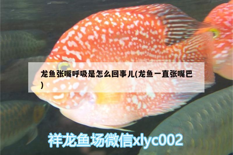 龍魚張嘴呼吸是怎么回事兒(龍魚一直張嘴巴) 大嘴鯨魚