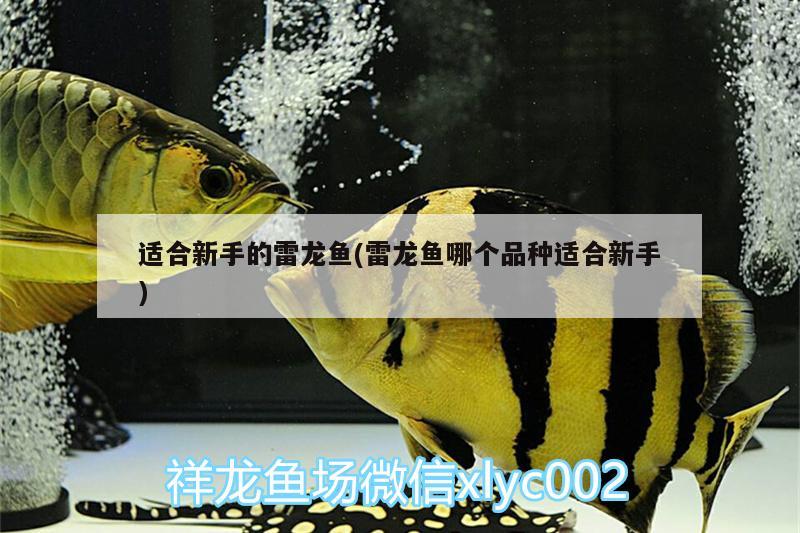 錦州水族批發(fā)市場在哪個位置（錦州水產(chǎn)批發(fā)市場位置） 養(yǎng)魚知識 第2張