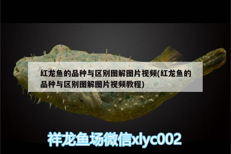 魚缸過濾泵清洗后不工作了(魚缸過濾泵清洗后不工作了咋回事) 委內瑞拉奧里諾三間魚 第1張