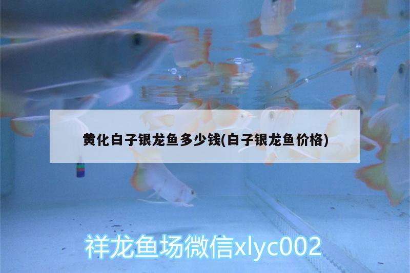 黃化白子銀龍魚多少錢(白子銀龍魚價(jià)格) 銀龍魚百科 第3張