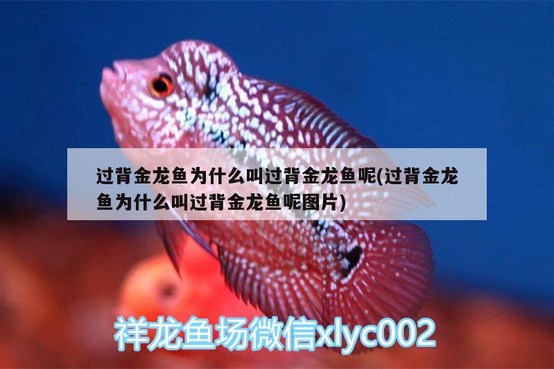 過背金龍魚為什么叫過背金龍魚呢(過背金龍魚為什么叫過背金龍魚呢圖片)