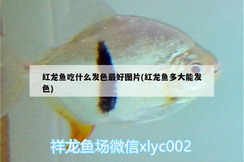 紅龍魚吃什么發(fā)色最好圖片(紅龍魚多大能發(fā)色) 巴西亞魚