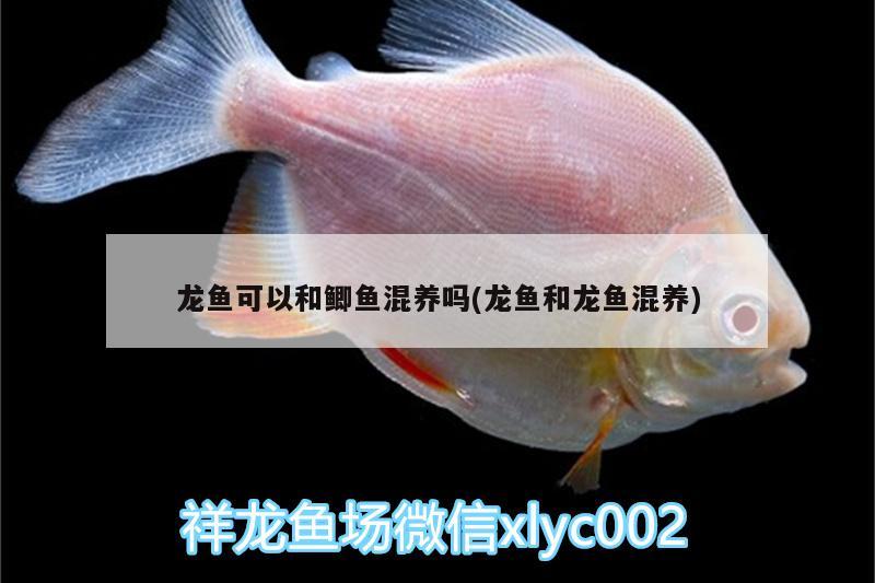 龍魚可以和鯽魚混養(yǎng)嗎(龍魚和龍魚混養(yǎng))