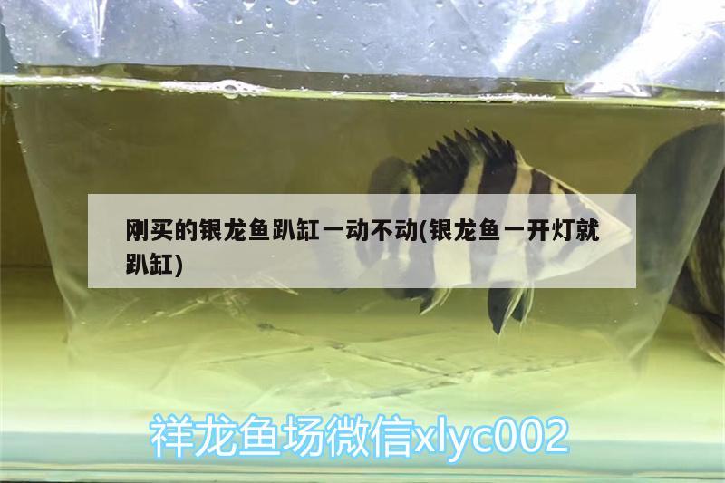 魚缸出水口造浪（帶造浪的水泵怎么用好） 國產(chǎn)元寶鳳凰魚 第1張