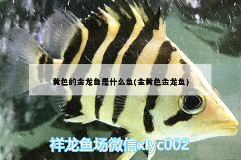 黃色的金龍魚(yú)是什么魚(yú)(金黃色金龍魚(yú)) 暹羅巨鯉