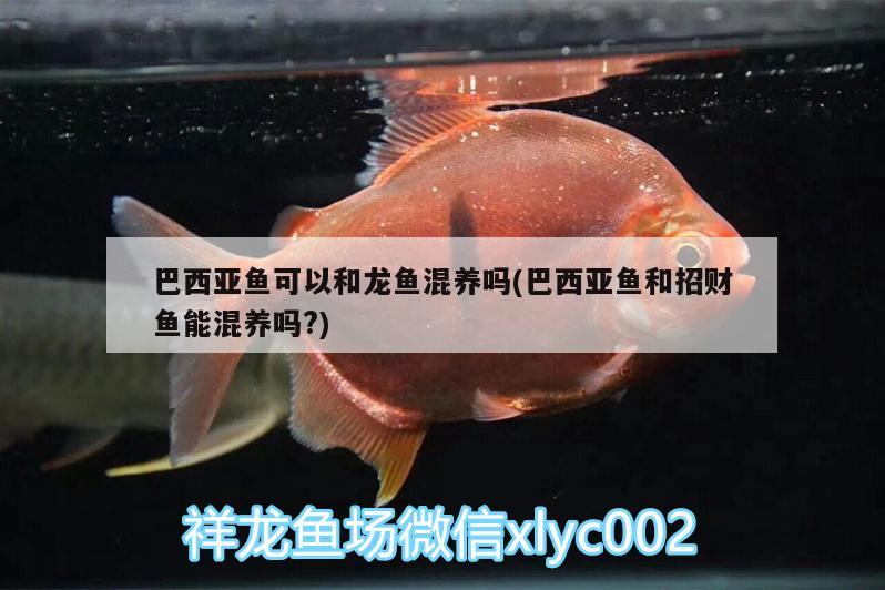 巴西亞魚可以和龍魚混養(yǎng)嗎(巴西亞魚和招財(cái)魚能混養(yǎng)嗎?) 巴西亞魚