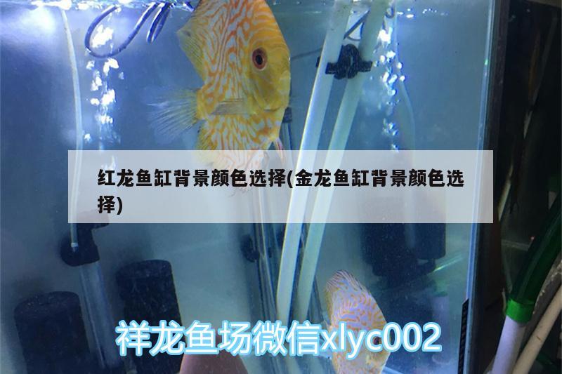 紅龍魚缸背景顏色選擇(金龍魚缸背景顏色選擇) 紅頭利魚