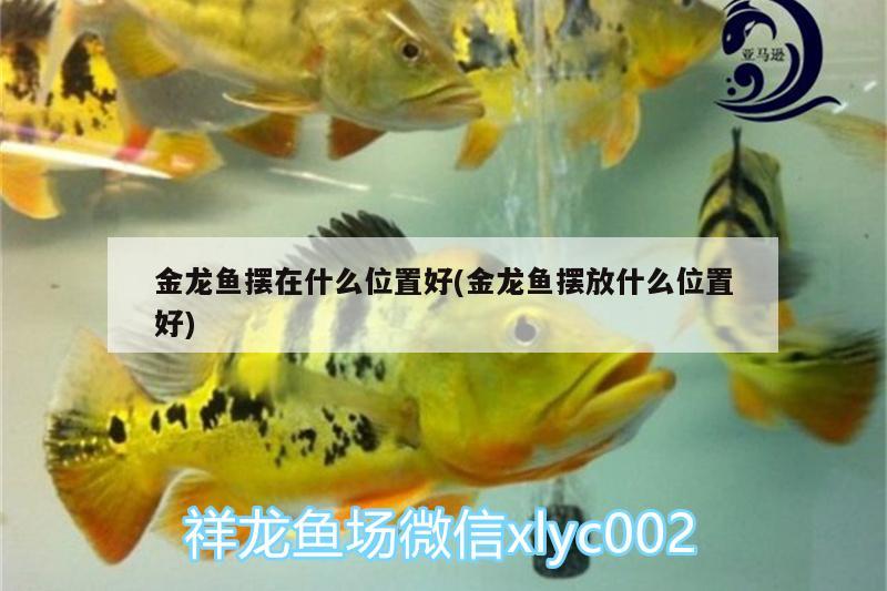 金龍魚擺在什么位置好(金龍魚擺放什么位置好)