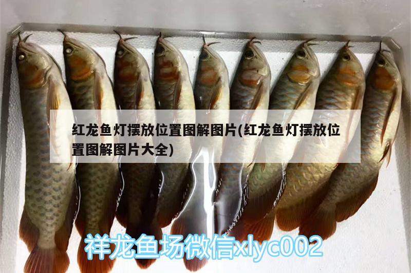 紅龍魚(yú)燈擺放位置圖解圖片(紅龍魚(yú)燈擺放位置圖解圖片大全) 青龍魚(yú)