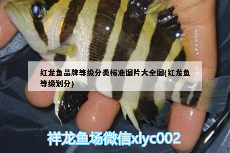 紅龍魚品牌等級分類標(biāo)準(zhǔn)圖片大全圖(紅龍魚等級劃分) 藍(lán)帆三間魚