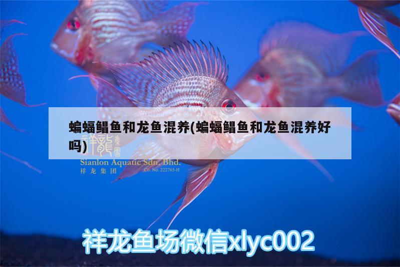 魚缸造景石頭和沙子圖（魚缸造景石頭和沙子圖片區(qū)別） 粗線銀版魚苗 第2張