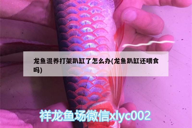 龍魚混養(yǎng)打架趴缸了怎么辦(龍魚趴缸還喂食嗎)