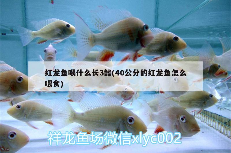 紅龍魚喂什么長3鰭(40公分的紅龍魚怎么喂食) 赤荔鳳冠魚