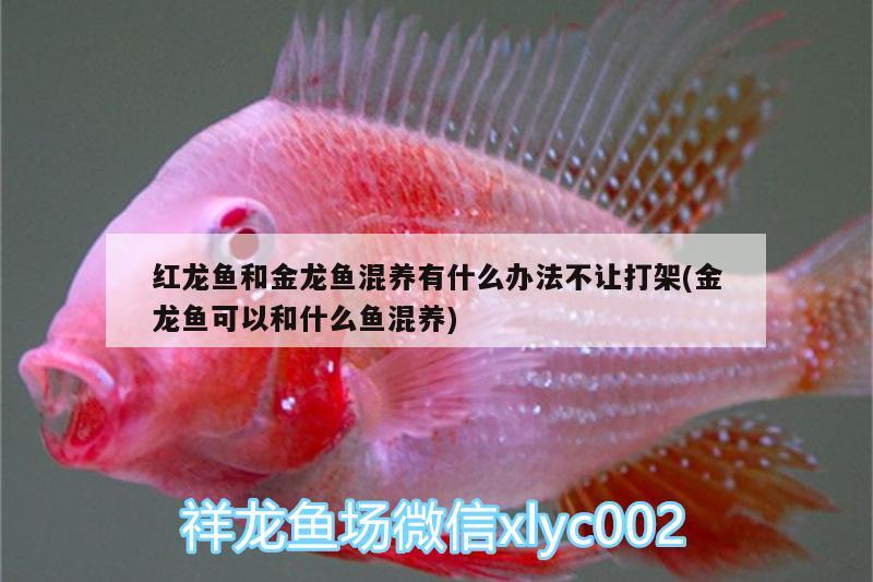 紅龍魚和金龍魚混養(yǎng)有什么辦法不讓打架(金龍魚可以和什么魚混養(yǎng)) 羽毛刀魚苗