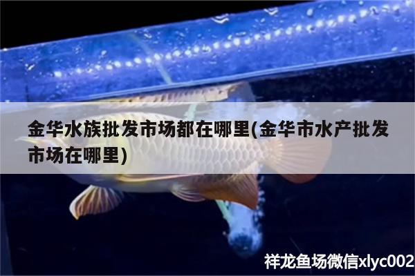 金華水族批發(fā)市場都在哪里(金華市水產(chǎn)批發(fā)市場在哪里)