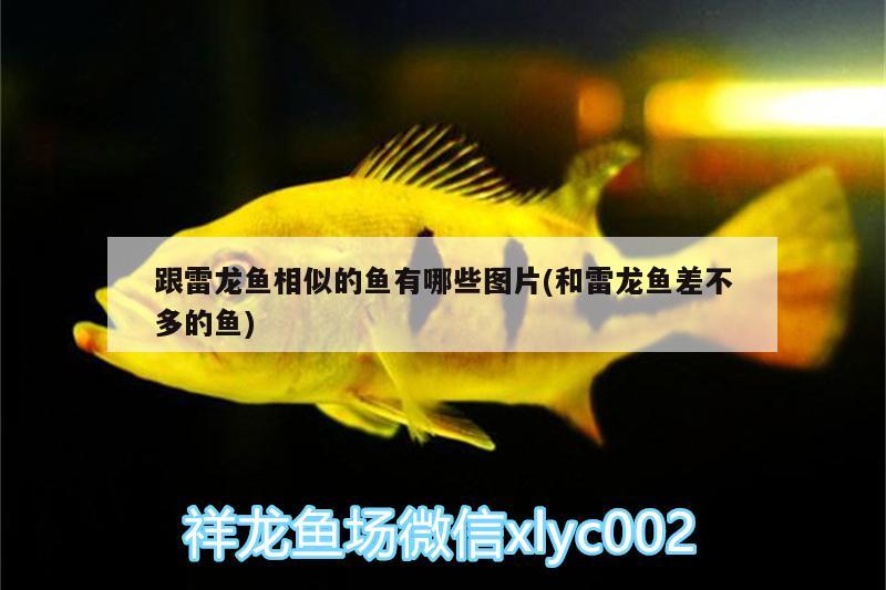 跟雷龍魚相似的魚有哪些圖片(和雷龍魚差不多的魚) 白子銀版魚苗