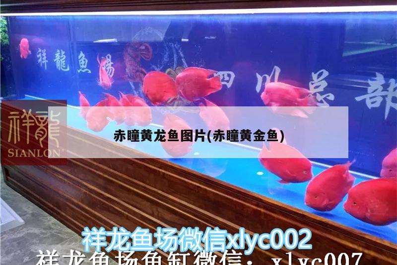 赤瞳黃龍魚圖片(赤瞳黃金魚)