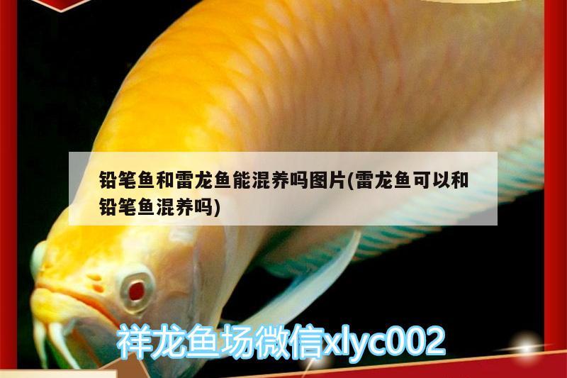 鉛筆魚(yú)和雷龍魚(yú)能混養(yǎng)嗎圖片(雷龍魚(yú)可以和鉛筆魚(yú)混養(yǎng)嗎)