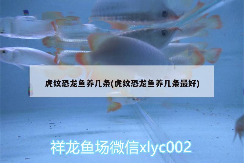 虎紋恐龍魚養(yǎng)幾條(虎紋恐龍魚養(yǎng)幾條最好)