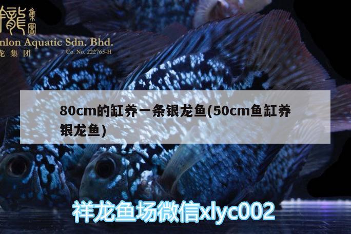 80cm的缸養(yǎng)一條銀龍魚(50cm魚缸養(yǎng)銀龍魚) 銀龍魚百科