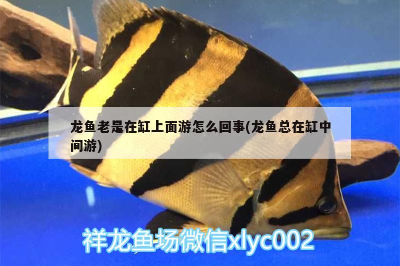 龍魚(yú)老是在缸上面游怎么回事(龍魚(yú)總在缸中間游) 黑影道人魚(yú)