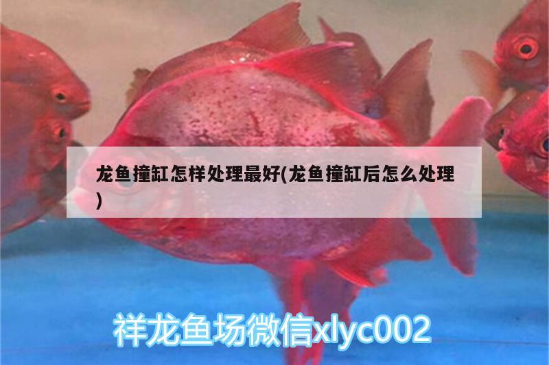 龍魚撞缸怎樣處理最好(龍魚撞缸后怎么處理)