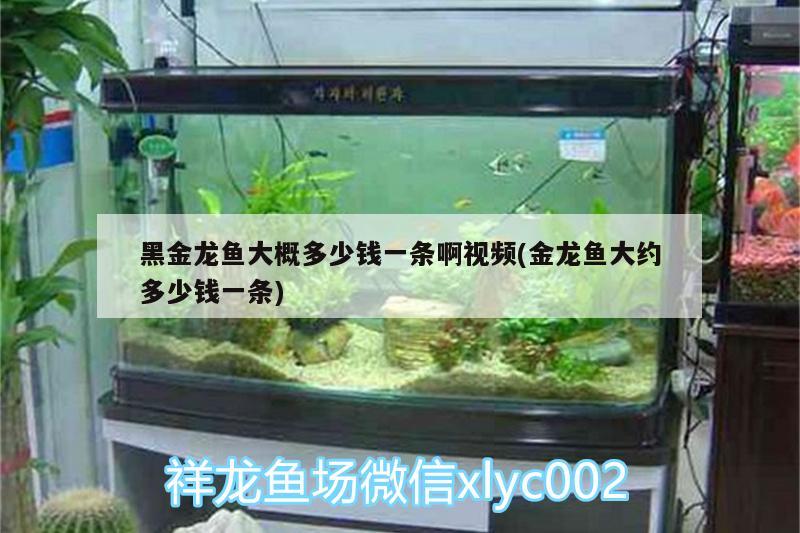 黑金龍魚大概多少錢一條啊視頻(金龍魚大約多少錢一條)