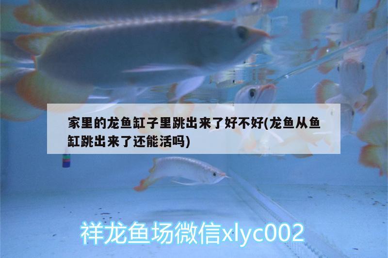 家里的龍魚缸子里跳出來了好不好(龍魚從魚缸跳出來了還能活嗎)