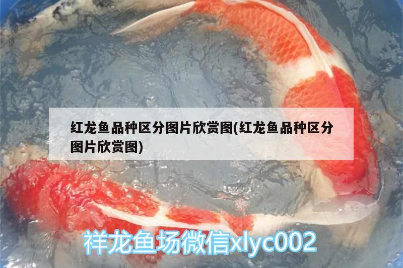 哈市二手魚缸出售信息大全：哈爾濱二手漁具市場