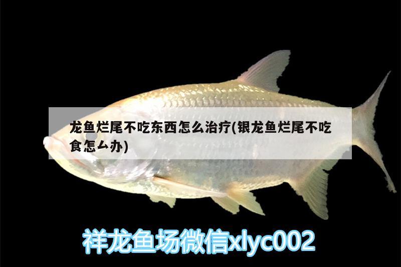 能與銀龍魚混養(yǎng)的魚（能和銀龍魚一起養(yǎng)的魚）