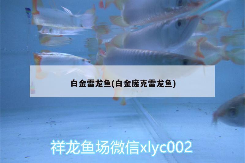 白金雷龍魚(白金龐克雷龍魚) 狗仔招財(cái)貓魚