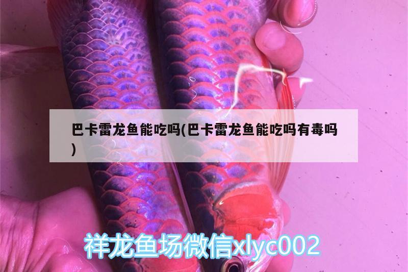 巴卡雷龍魚能吃嗎(巴卡雷龍魚能吃嗎有毒嗎) 巴卡雷龍魚