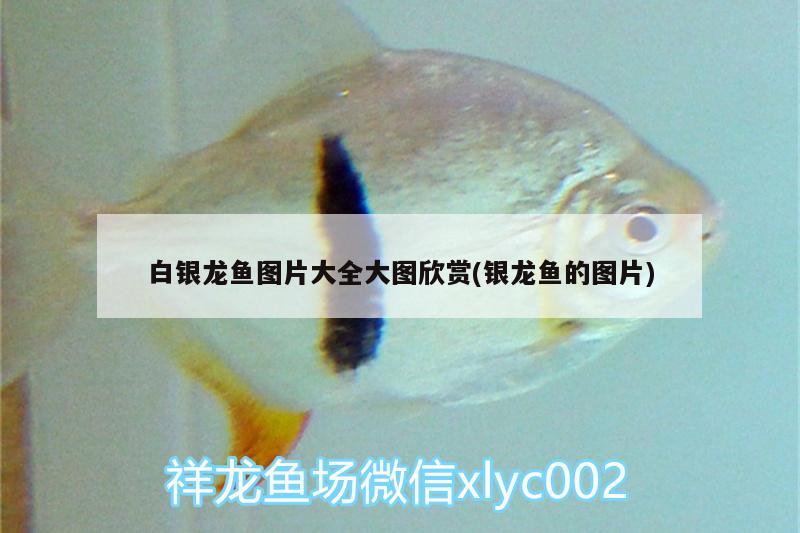 白銀龍魚圖片大全大圖欣賞(銀龍魚的圖片) 銀龍魚百科