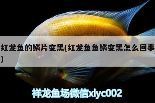 陽光房魚缸吊頂圖片大全視頻講解（魚缸造景風(fēng)格有哪些類型） 蝴蝶鯉 第2張