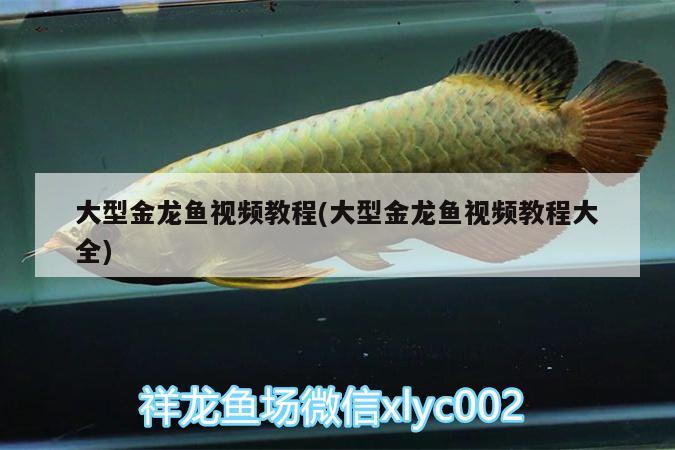 大型金龍魚(yú)視頻教程(大型金龍魚(yú)視頻教程大全)