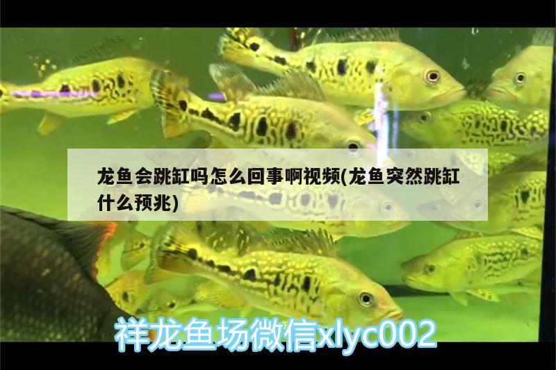 龍魚會跳缸嗎怎么回事啊視頻(龍魚突然跳缸什么預(yù)兆)