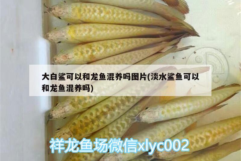 大白鯊可以和龍魚混養(yǎng)嗎圖片(淡水鯊魚可以和龍魚混養(yǎng)嗎) 大嘴鯨魚