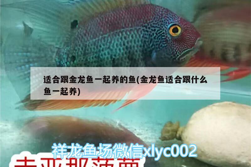 適合跟金龍魚一起養(yǎng)的魚(金龍魚適合跟什么魚一起養(yǎng)) 粗線銀版魚