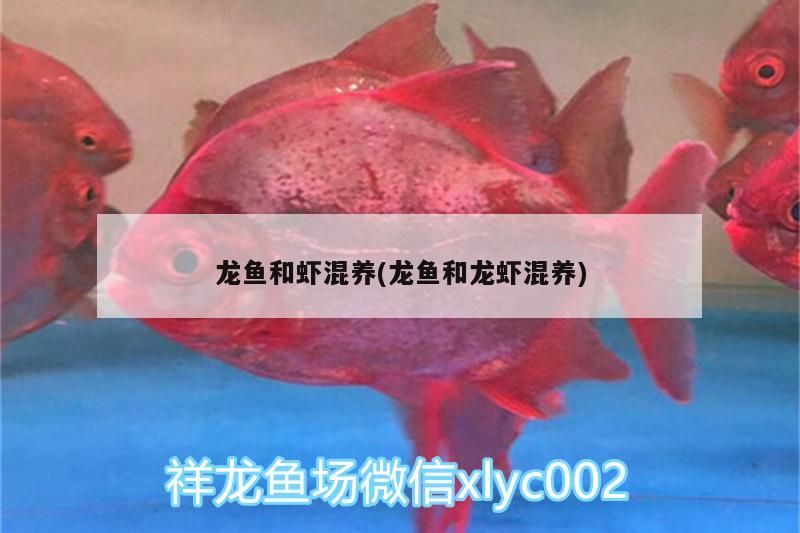 龍魚和蝦混養(yǎng)(龍魚和龍蝦混養(yǎng))