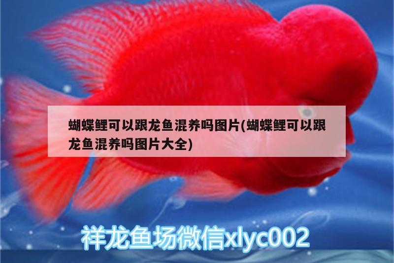 各種魚苗圖片魚缸（魚苗種類大全） 紅化白子銀龍 第3張