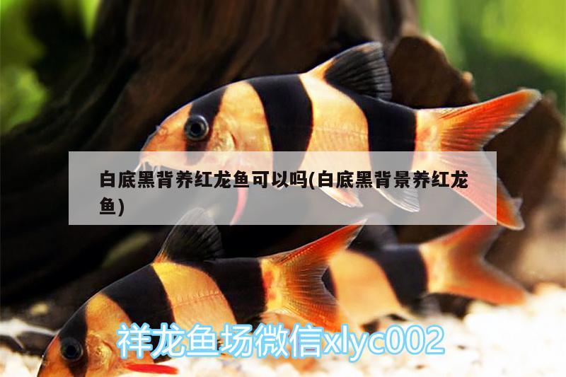 白底黑背養(yǎng)紅龍魚可以嗎(白底黑背景養(yǎng)紅龍魚)