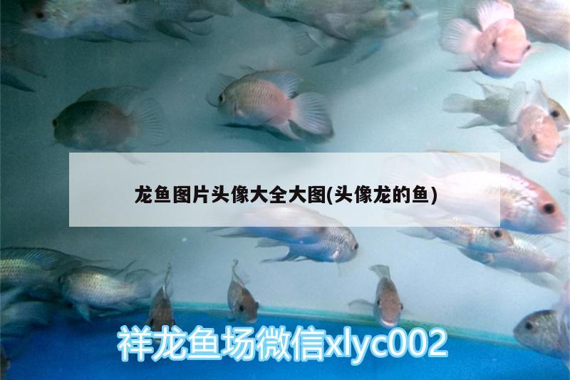 魚(yú)缸養(yǎng)清潔工好不好（養(yǎng)清道夫什么心態(tài)） 魚(yú)缸/水族箱 第1張