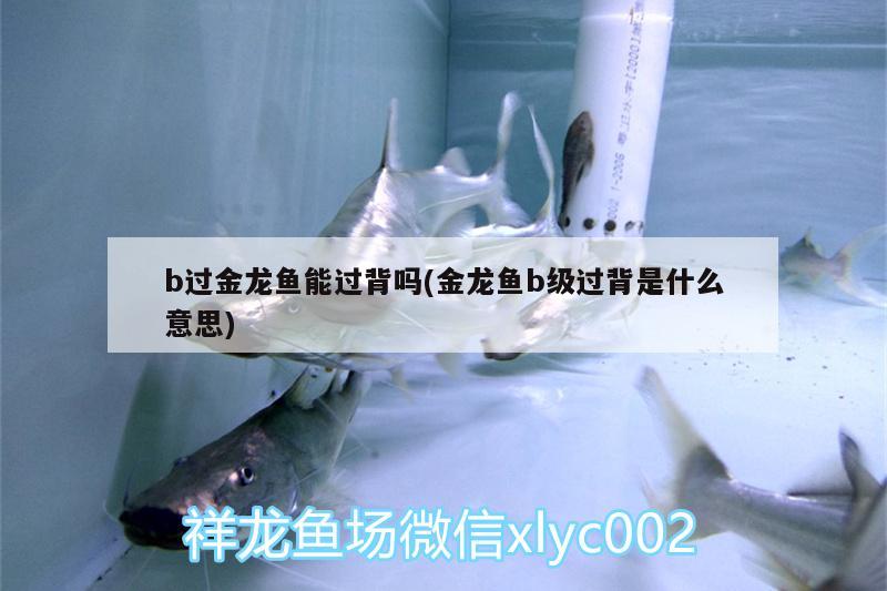 b過金龍魚能過背嗎(金龍魚b級過背是什么意思)